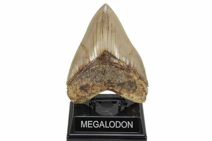 Fossil Megalodon Tooth - Collector Quality Indonesia Meg #225279